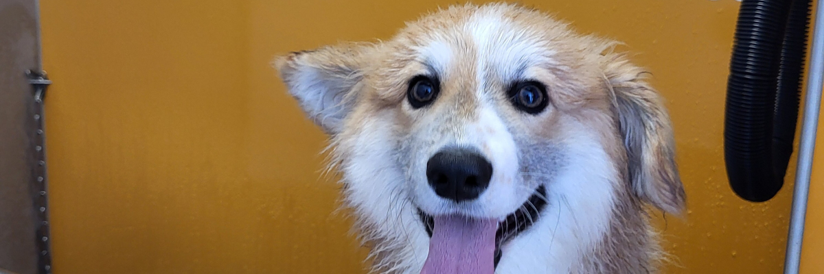 Hoe was je je hond in bad?