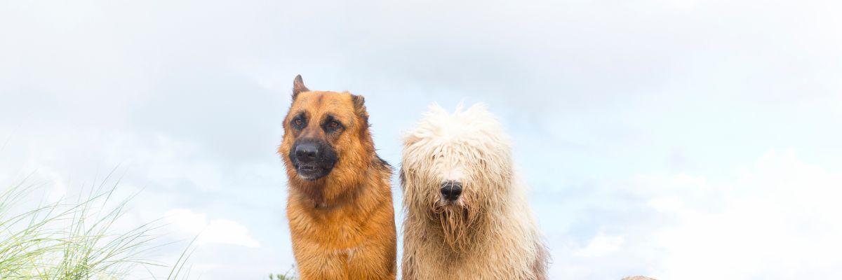 twee grote honden naast elkaar in het zand