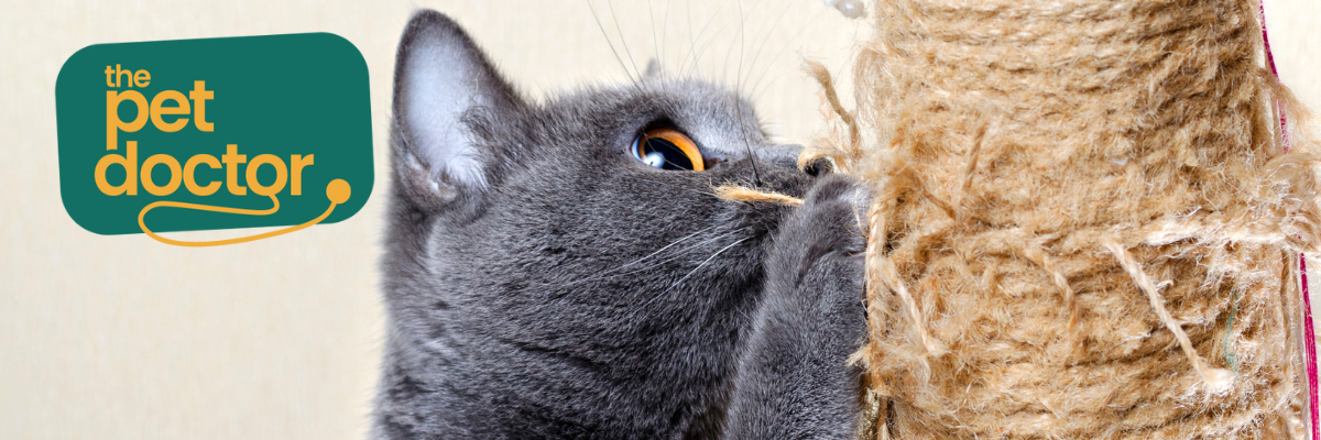 Waarom krabt mijn kat alles kapot?