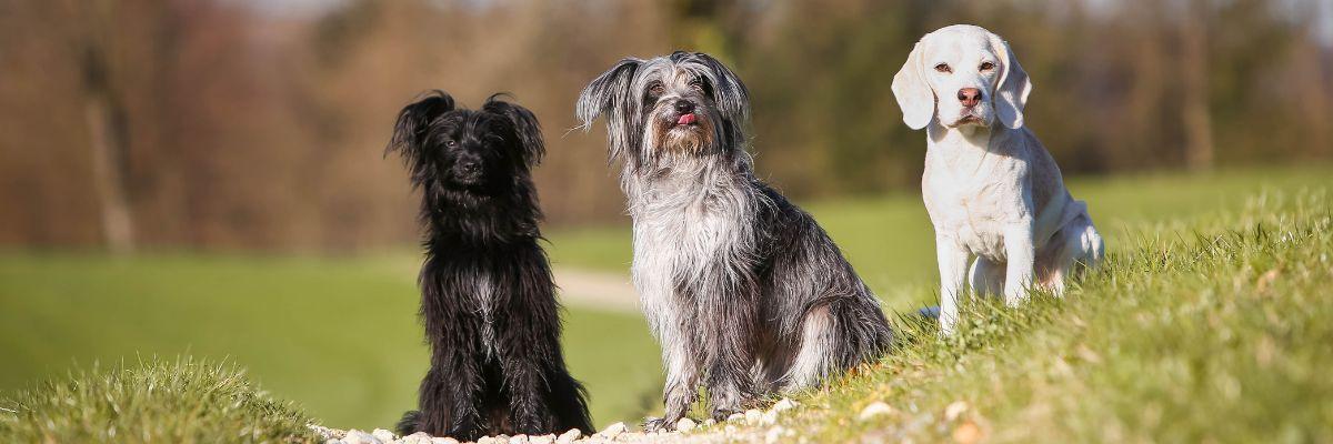 Middelgrote Honden