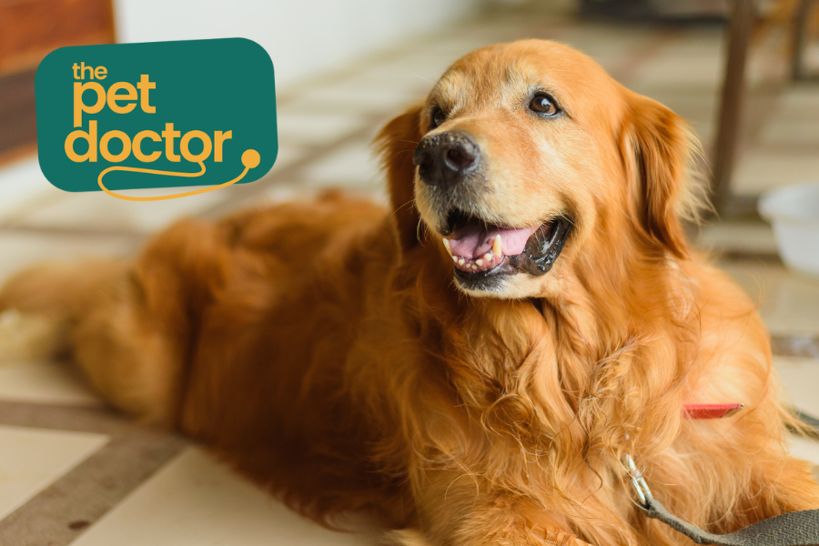 Hoe gewrichten van mijn hond beschermen?