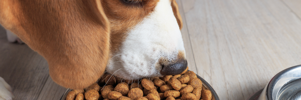 Voedselallergie bij honden