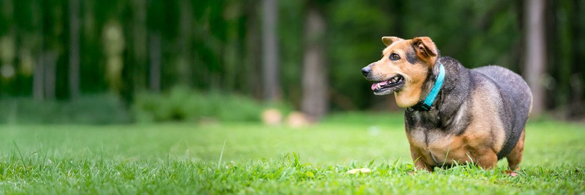 Hond met overgewicht wandelt buiten in het gras
