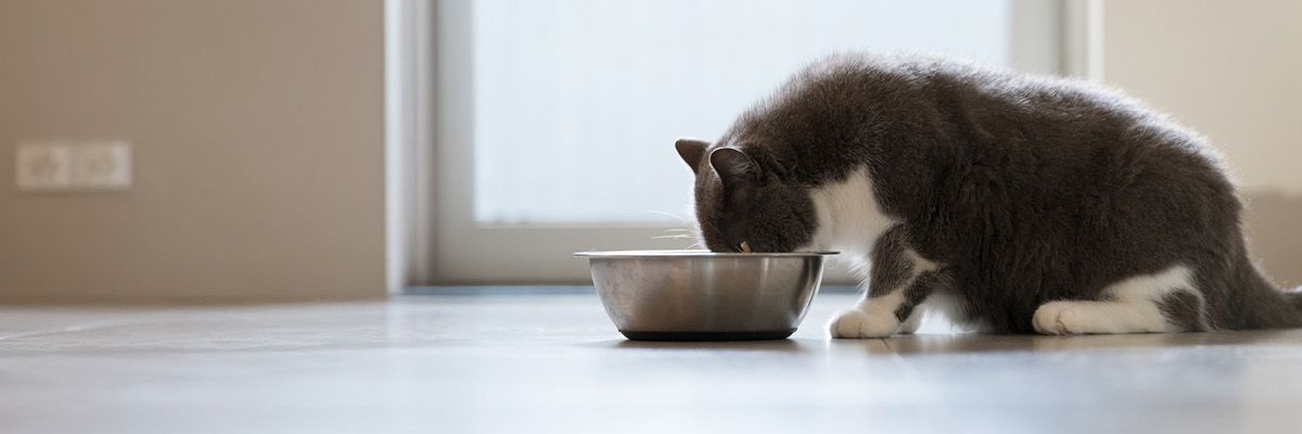 Kat met overgewicht eet uit haar eetbakje