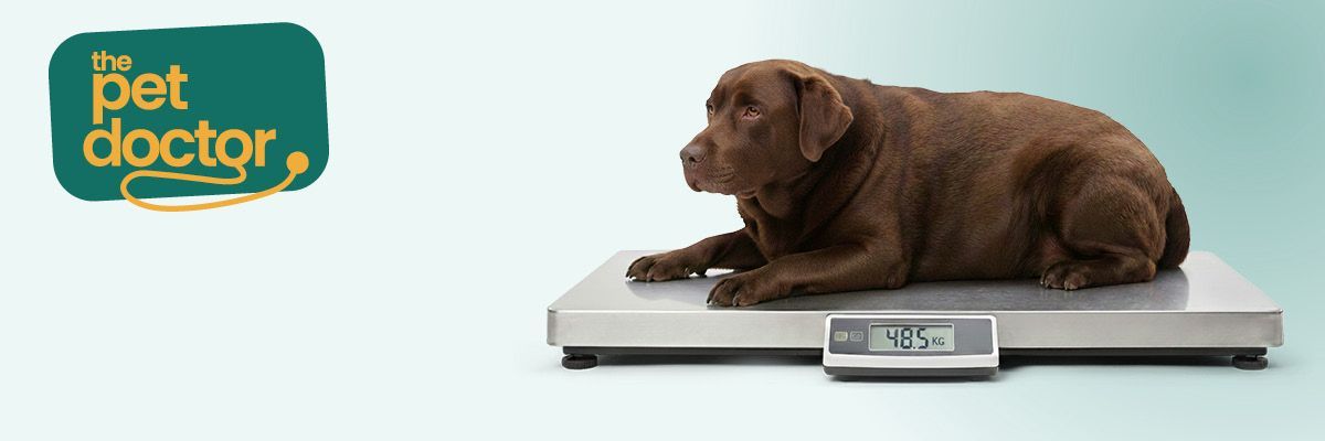 Chien en surpoids. Les essentiels pour agir maintenant.