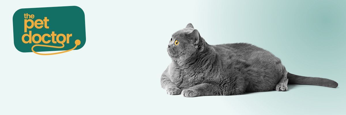 L’obésité chez le chat représente un risque pour sa santé