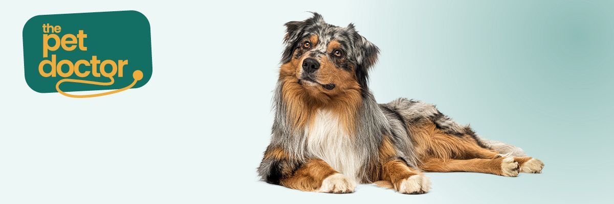 Chien au pelage magnifique grâce à l’huile de saumon et à la graisse de mouton.