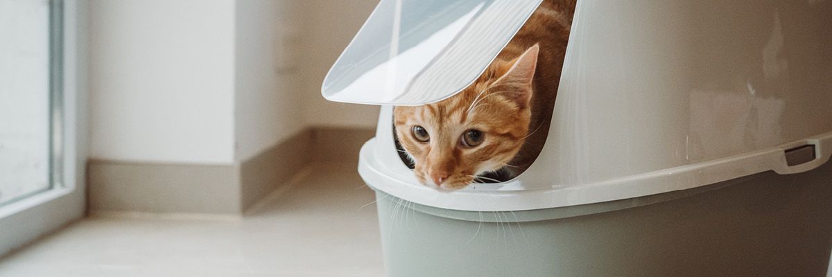 chat_litiere_1200x400