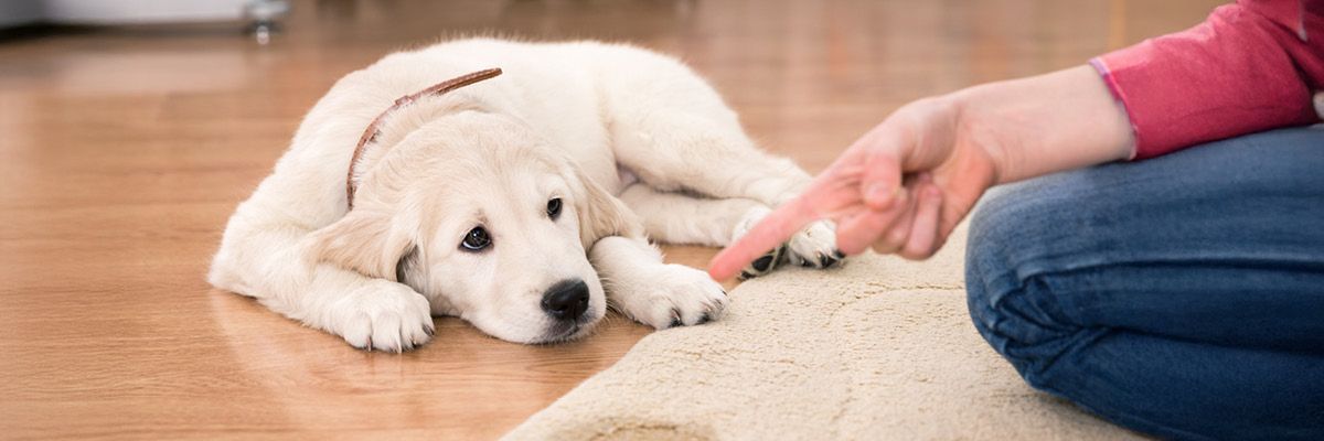 chiot_sortie_1200x400