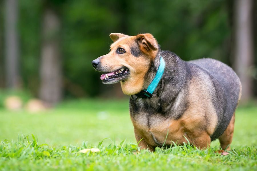 Hond met overgewicht wandelt buiten in het gras