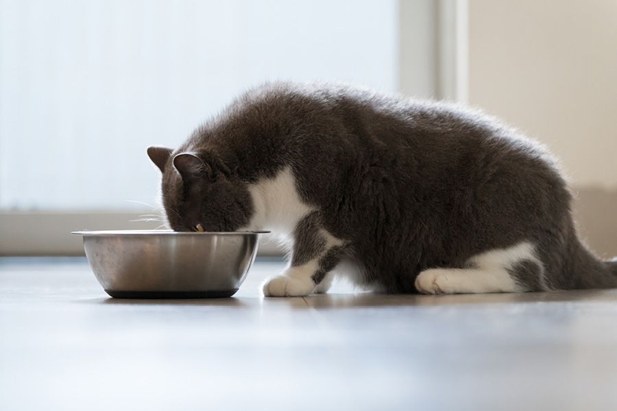 Chat en surpoids mange dans sa gamelle