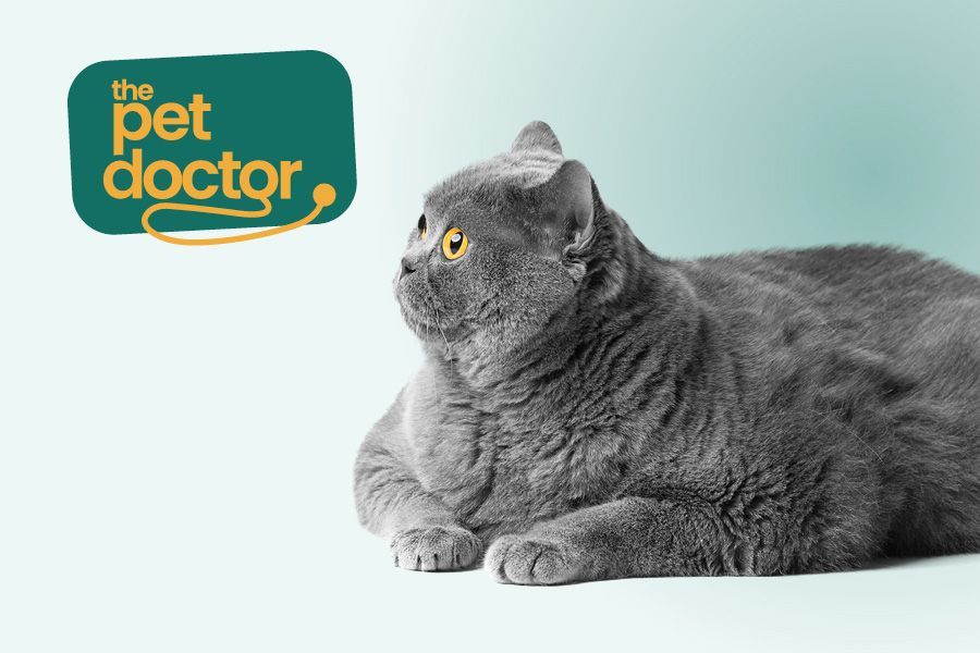 L’obésité chez le chat représente un risque pour sa santé