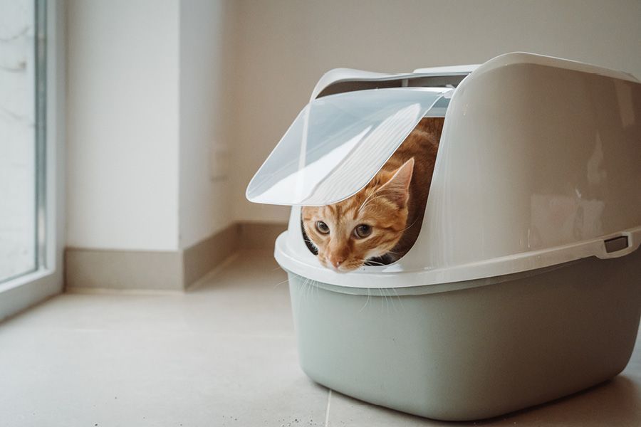 Een kat en haar kattenbak: de 8 geboden