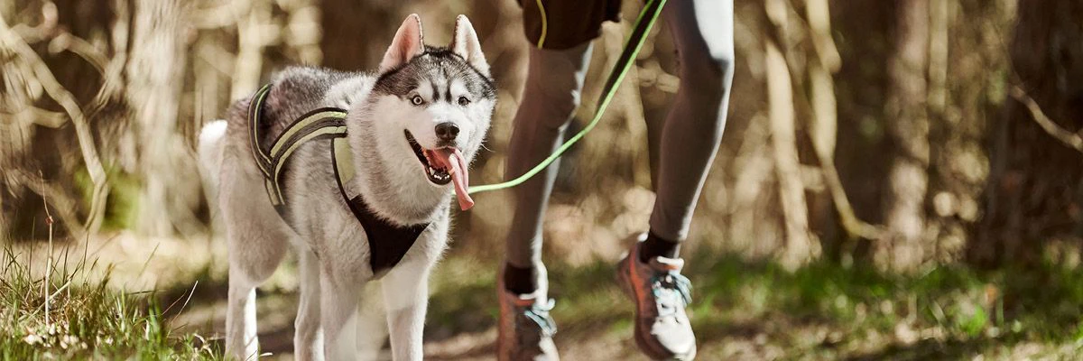 Se promener avec le harnais adapté