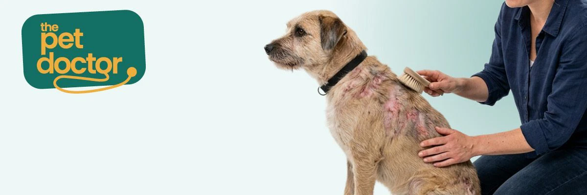 Hoe verzorg je de vacht van een hond met een gevoelige huid?