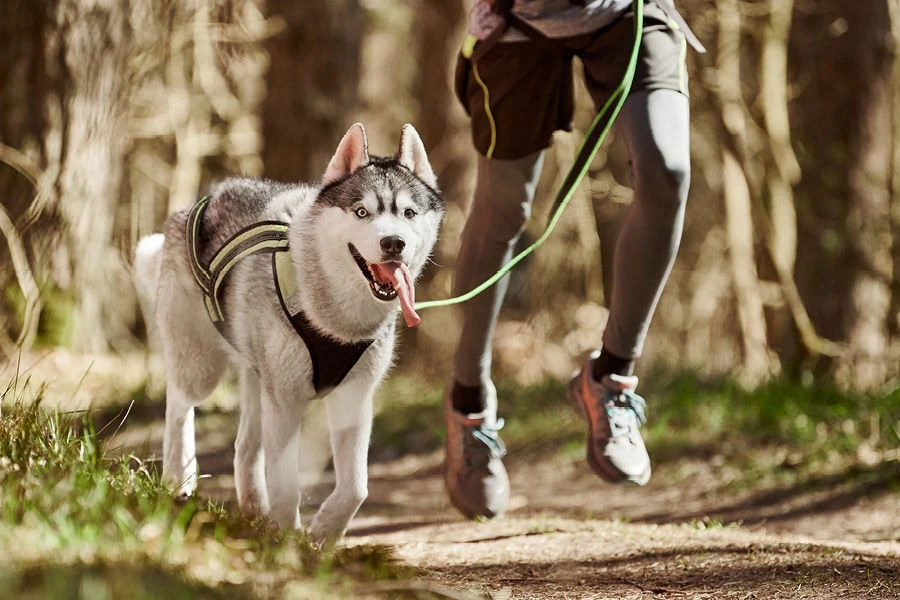 Samen lopen met het juiste harnas