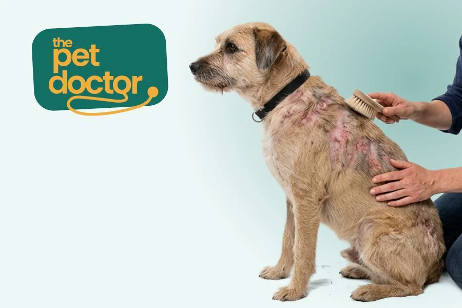 Un chien à la peau sensible.