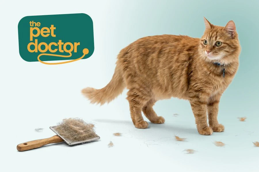 Pourquoi mon chat perd-il autant de poils au printemps ? Conseils pour avoir moins de poils dans la maison.
