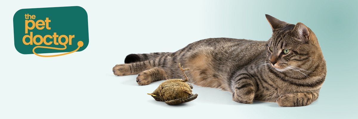 kat op jacht