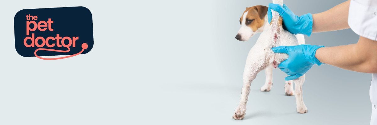 chien glandes anales