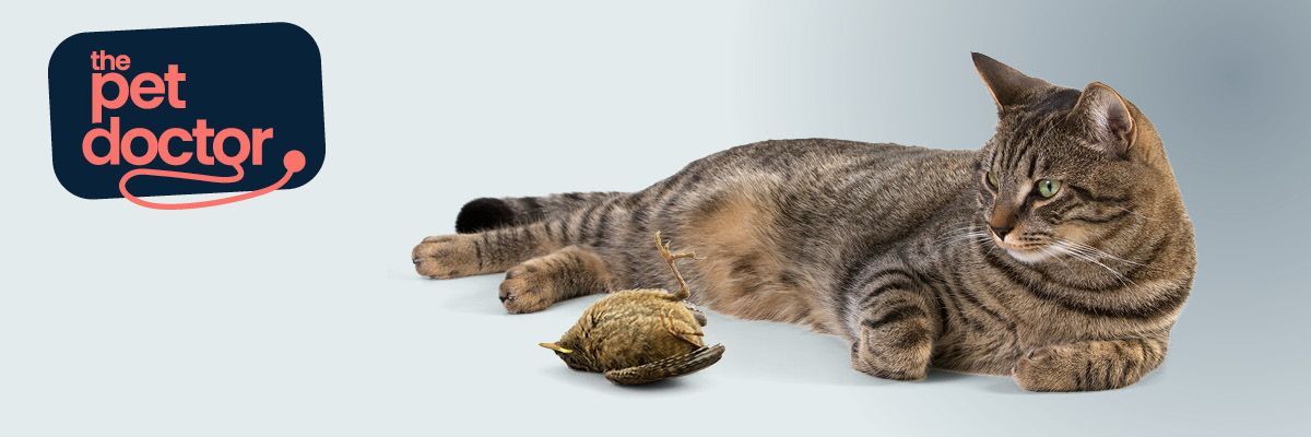 Chat a attrapé une souris