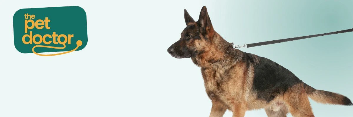 Hond trekt aan de lijn