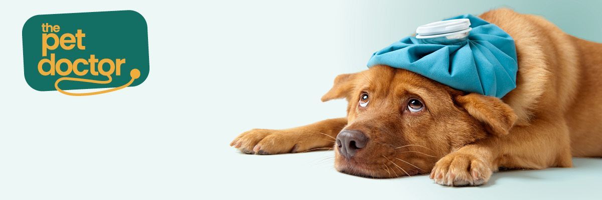 Zieke hond heeft last van misselijkheid en braken