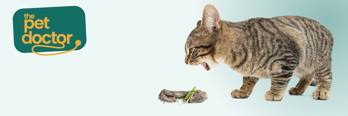 Chats et boules de poils : causes, symptômes et solutions.