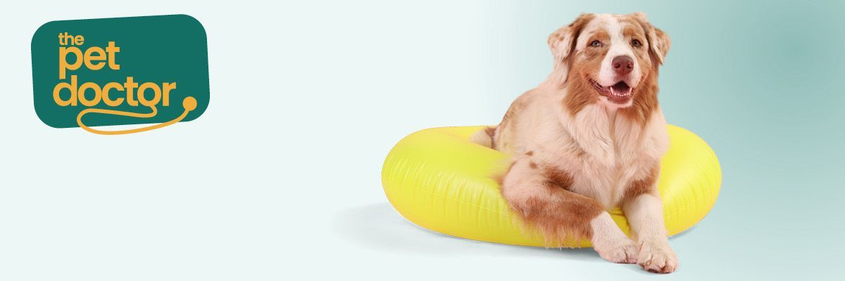 Chien joyeux dans une bouée jaune, prêt pour les vacances.