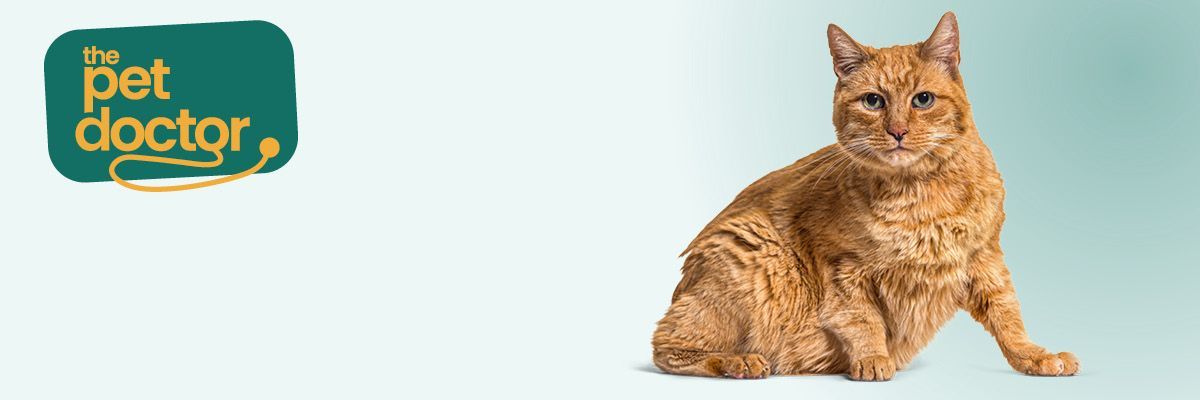 Verdwaalde kat
