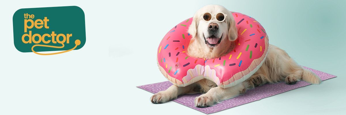Chaleur et chiens : voici ce qu'il faut savoir.