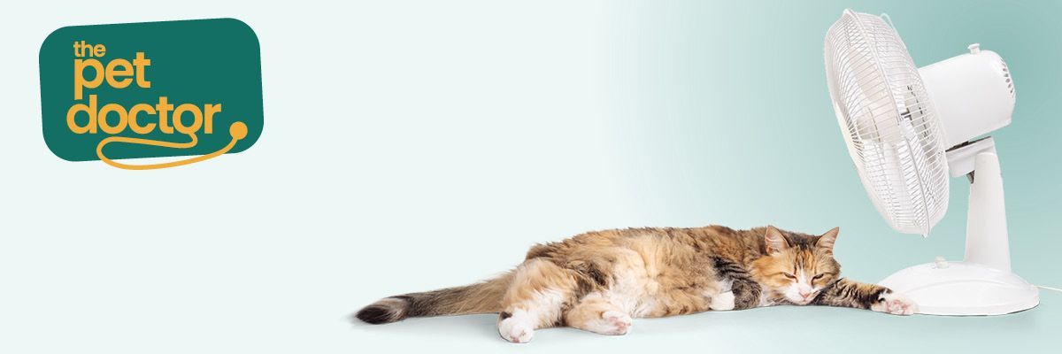 Le chat cherche à se rafraîchir pendant la canicule.