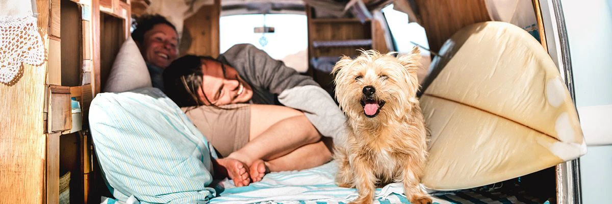 Petit chien en vacances
