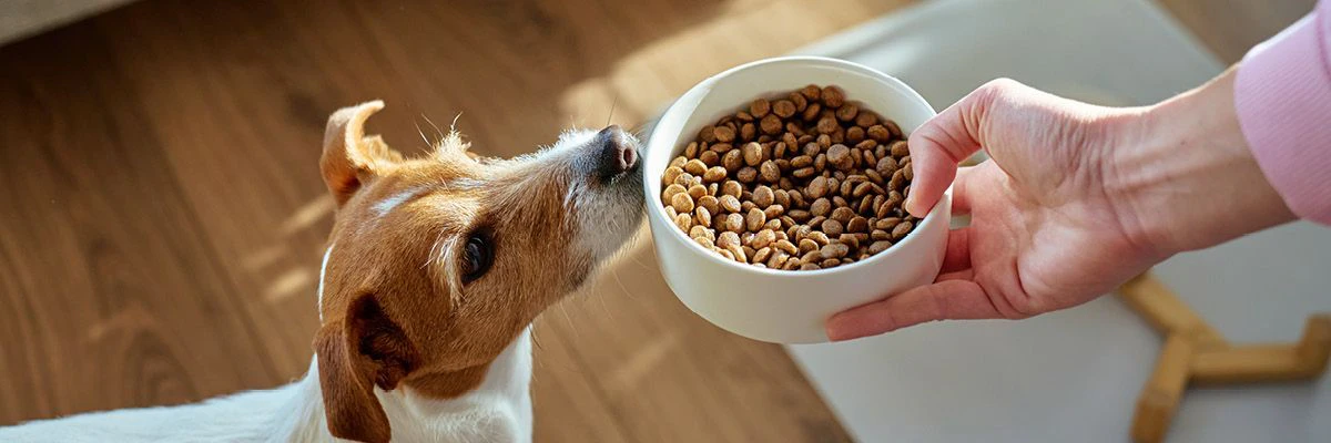 Hondje klaar om te eten