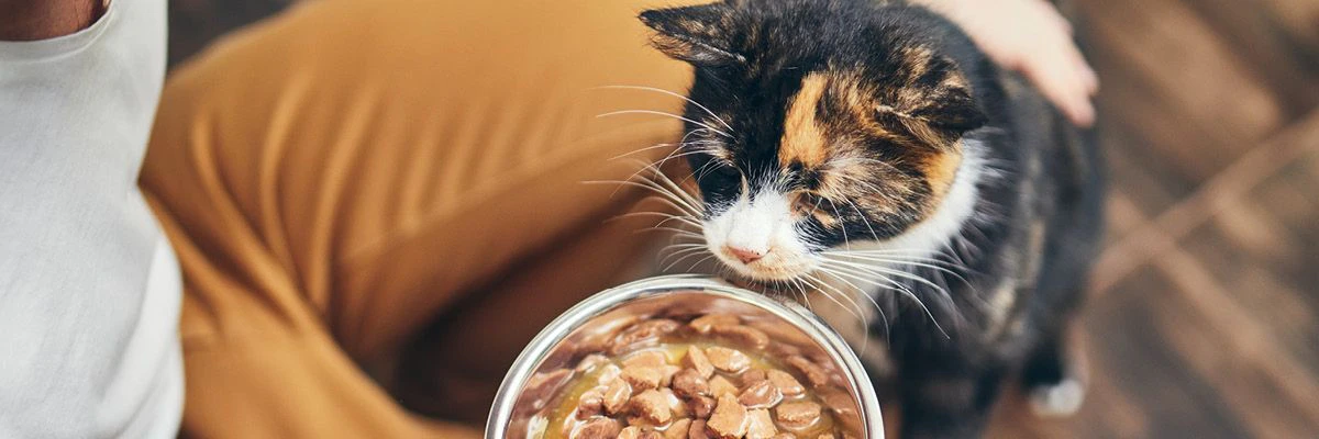 Welke kattenvoeding past bij jouw kat?