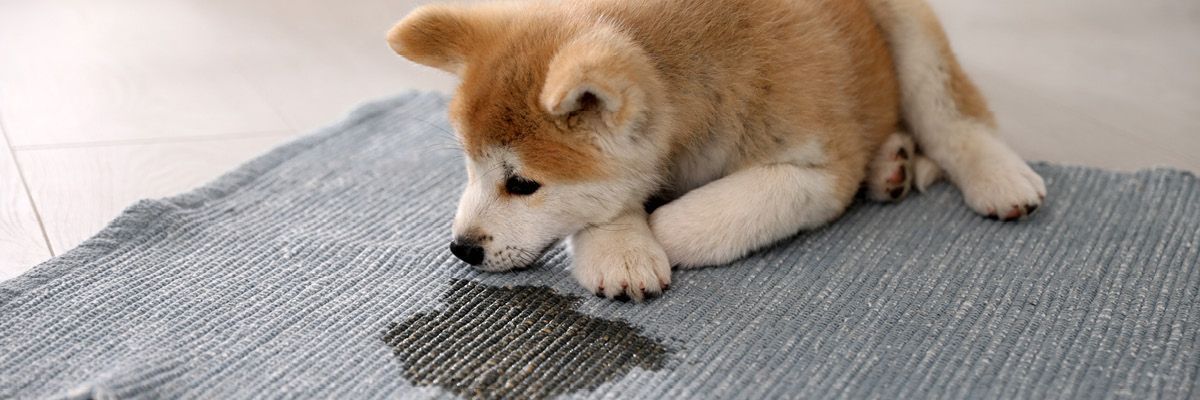 Puppy pads: zindelijkheidstraining zonder stress.