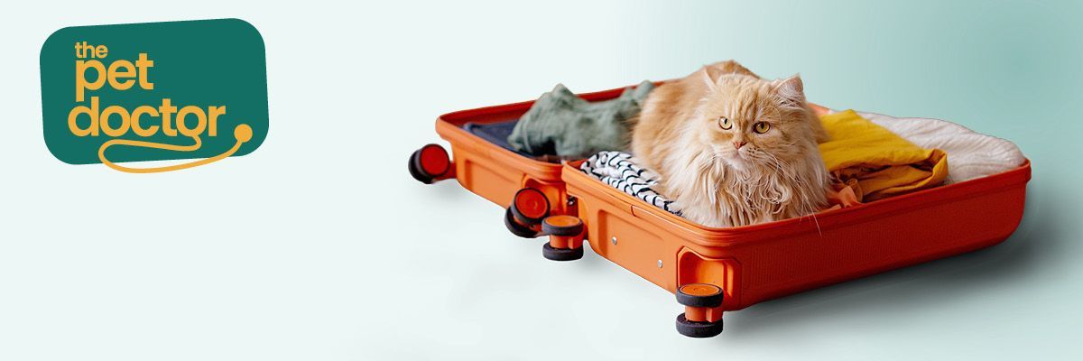 Chat couché dans une valise ouverte, prête pour les vacances.