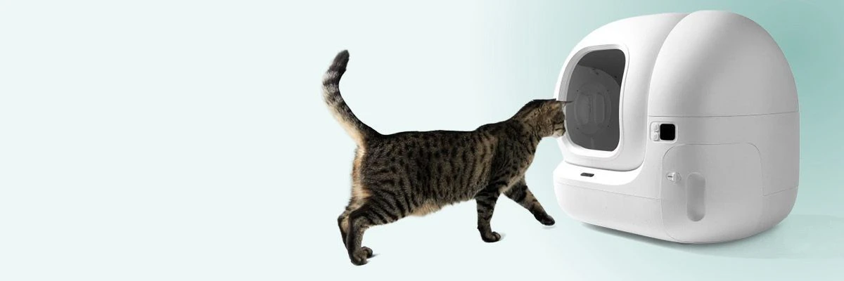 Kat snuffelt aan kattenbak