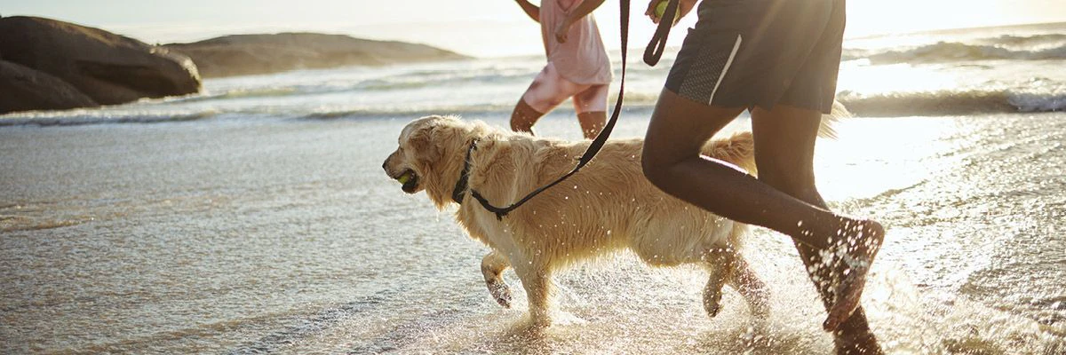 Met de hond aan zee