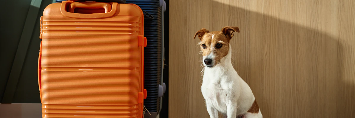 Chien prêt à partir en voyage