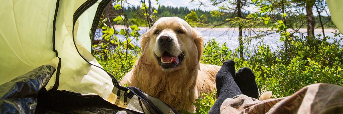 Kamperen met je hond