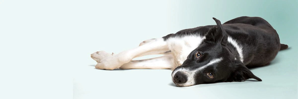 Een oververhitte hond op zoek naar verkoeling