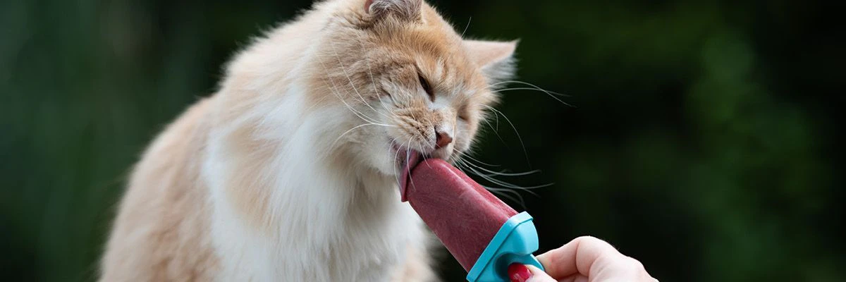 Ijsjes voor katten