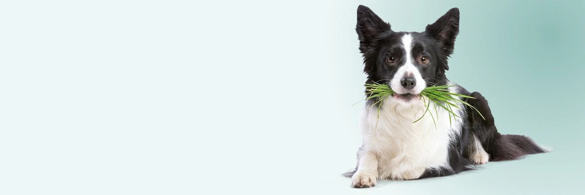 Waarom eet mijn hond gras?