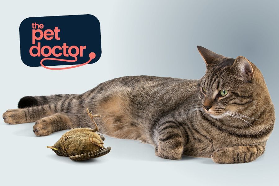 Chat a attrapé une souris