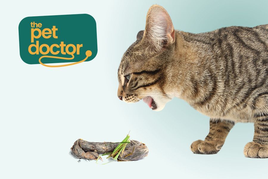 Chats et boules de poils : causes, symptômes et solutions.