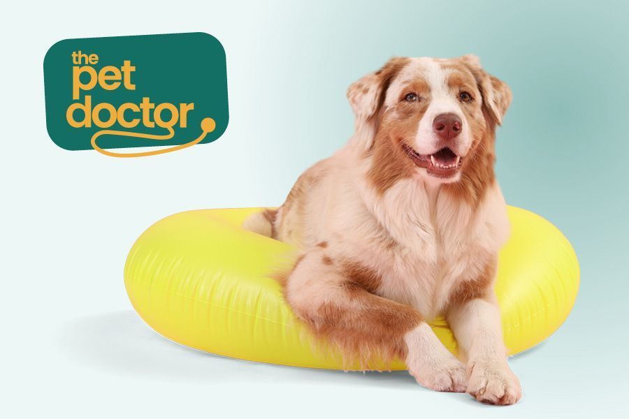 Chien joyeux dans une bouée jaune, prêt pour les vacances.