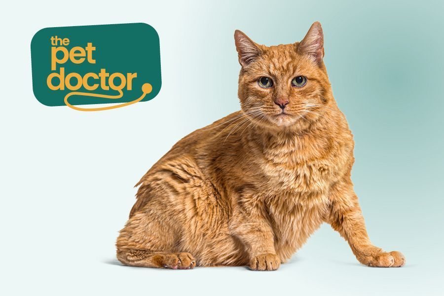 Chat perdu