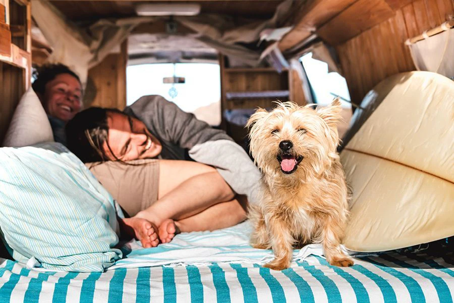 Petit chien en vacances
