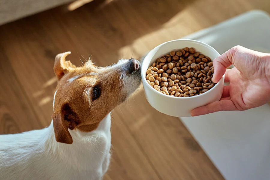 Hondje klaar om te eten